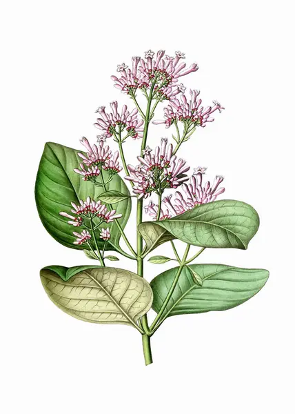 Barevná Kvetoucí Rostlina Červená Cinchona Botanická Ilustrace Stylu Ročníku Digitální — Stock fotografie