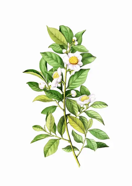 Barevné Kvetoucí Rostliny Čajovník Botanická Ilustrace Stylu Ročníku Digitální Akvarel — Stock fotografie