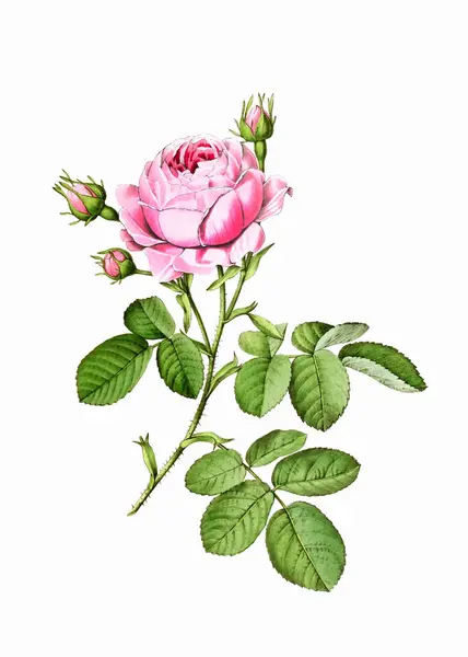 Colorful Blooming Plant: Cabbage Rose. A vintage-style botanical illustration. Digital watercolor on a white background.
