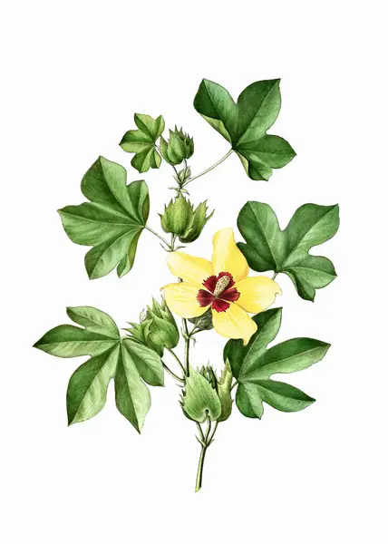 Barevná Kvetoucí Rostlina Bavlna Botanická Ilustrace Stylu Ročníku Digitální Akvarel — Stock fotografie