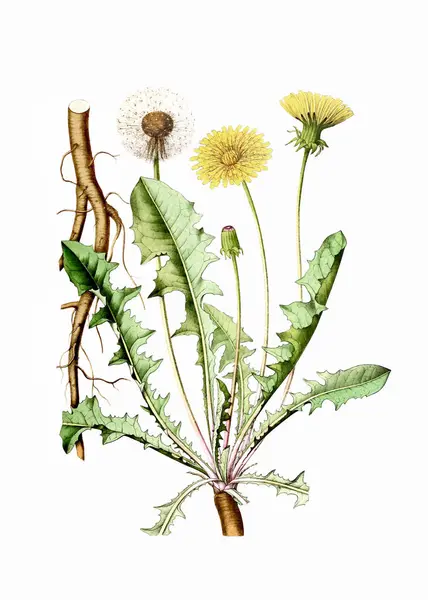 Barevná Květina Pampeliška Botanická Ilustrace Stylu Ročníku Digitální Akvarel Bílém — Stock fotografie