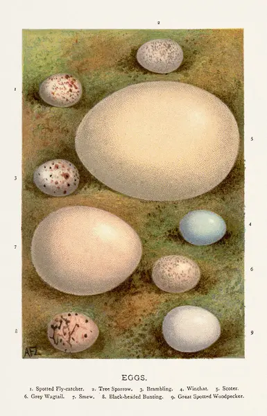Klasyczna Ilustracja Dzikich Jaj Ptasich Xix Wieczna Sztuka Ptaków Zdjęcia Stockowe bez tantiem