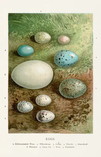 Klasyczna Ilustracja Dzikich Jaj Ptasich Xix Wieczna Sztuka Ptaków Obraz Stockowy