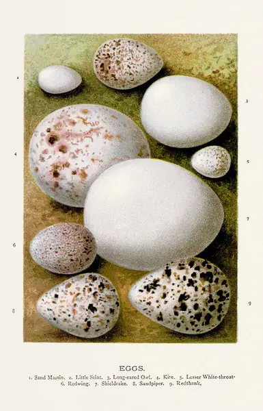 Klasyczna Ilustracja Dzikich Jaj Ptasich Xix Wieczna Sztuka Ptaków Zdjęcie Stockowe