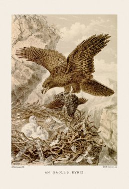 19. yüzyıl kuşbilim kitabından sepia tonlarında klasik kuş resimleri.