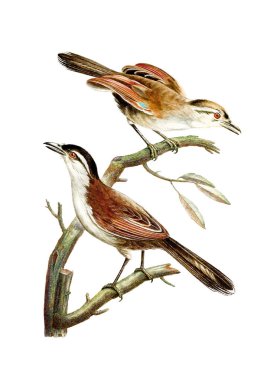 Şarkı Kuşları. Klasik esinlenmiş kuş sanatı. Yumuşak desenli beyaz arkaplanda dijital suluboya resim. Bu sanat eseri tasarım, kartpostallar, kumaşlar, basım, düğün davetiyeleri ve duvar kağıtları için harika işliyor..