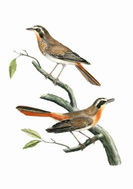 Şarkı Kuşları. Klasik esinlenmiş kuş sanatı. Yumuşak desenli beyaz arkaplanda dijital suluboya resim. Bu sanat eseri tasarım, kartpostallar, kumaşlar, basım, düğün davetiyeleri ve duvar kağıtları için harika işliyor..