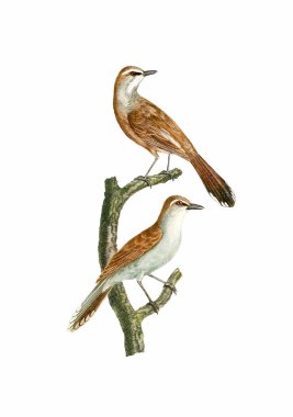 Şarkı Kuşları. Klasik esinlenmiş kuş sanatı. Yumuşak desenli beyaz arkaplanda dijital suluboya resim. Bu sanat eseri tasarım, kartpostallar, kumaşlar, basım, düğün davetiyeleri ve duvar kağıtları için harika işliyor..