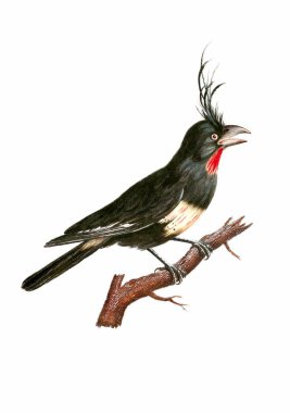 Tropikal Kuş. Klasik esinlenmiş kuş sanatı. Yumuşak desenli beyaz arkaplanda dijital suluboya resim. Bu sanat eseri tasarım, kartpostallar, kumaşlar, basım, düğün davetiyeleri ve duvar kağıtları için harika işliyor..