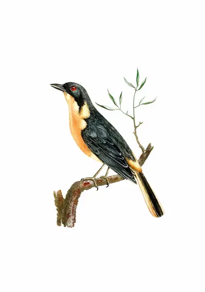 Song Bird Arte Uccelli Ispirazione Vintage Pittura Digitale Acquerello Uno Immagine Stock