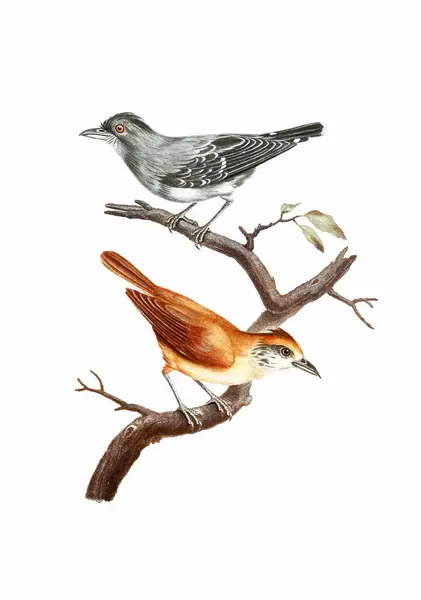 Ptaki Pieśni Vintage Inspirowane Sztuki Ptaków Cyfrowy Akwarela Malowanie Miękkim Obrazek Stockowy