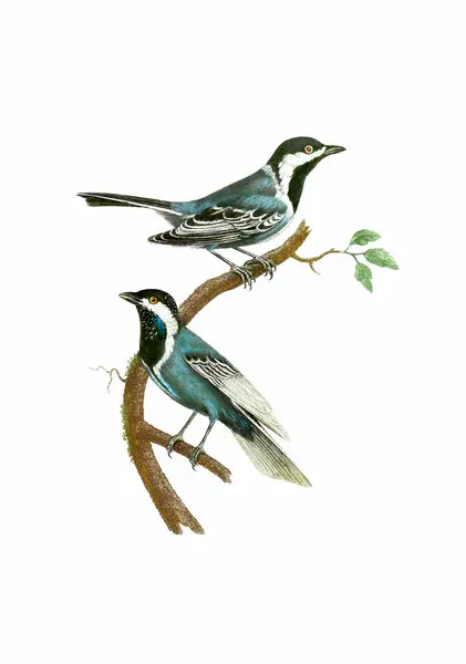 Ptaki Pieśni Vintage Inspirowane Sztuki Ptaków Cyfrowy Akwarela Malowanie Miękkim Obrazy Stockowe bez tantiem