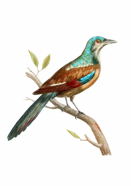 Tropikalny Ptak Vintage Inspirowane Sztuki Ptaków Cyfrowy Akwarela Malowanie Miękkim Zdjęcie Stockowe