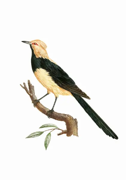 Tropikalny Ptak Vintage Inspirowane Sztuki Ptaków Cyfrowy Akwarela Malowanie Miękkim Obraz Stockowy