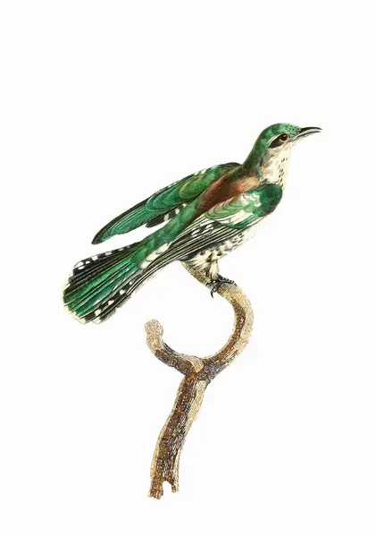 Uccello Tropicale Arte Uccelli Ispirazione Vintage Pittura Digitale Acquerello Uno Immagini Stock Royalty Free