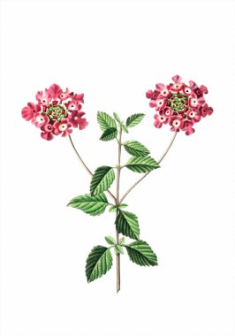 Renkli Çiçekler: Beyaz arkaplanda klasik çiçek çizimi.