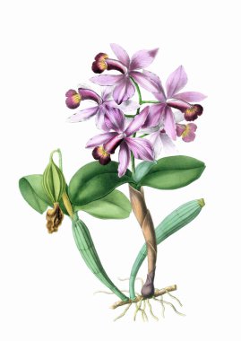 Güzel çiçek açan orkide çizimi. Beyaz arkaplanda antika esinlenilmiş dijital suluboya.