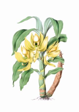 Güzel çiçek açan orkide çizimi. Beyaz arkaplanda antika esinlenilmiş dijital suluboya.