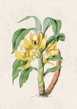 Güzel çiçek açan orkide çizimi. Grunge bej arka planda klasik esinlenilmiş dijital suluboya.