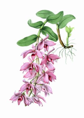 Güzel çiçek açan orkide çizimi. Beyaz arkaplanda antika esinlenilmiş dijital suluboya.