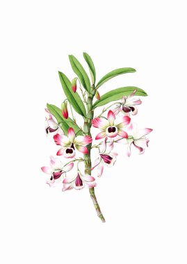 Güzel çiçek açan orkide çizimi. Beyaz arkaplanda antika esinlenilmiş dijital suluboya.