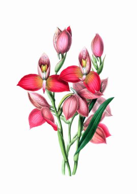 Güzel çiçek açan orkide çizimi. Beyaz arkaplanda antika esinlenilmiş dijital suluboya.