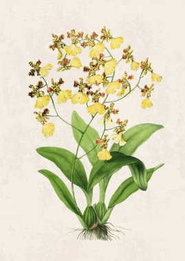 Güzel çiçek açan orkide çizimi. Grunge bej arka planda klasik esinlenilmiş dijital suluboya.