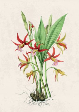 Güzel çiçek açan orkide çizimi. Grunge bej arka planda klasik esinlenilmiş dijital suluboya.