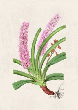 Güzel çiçek açan orkide çizimi. Grunge bej arka planda klasik esinlenilmiş dijital suluboya.