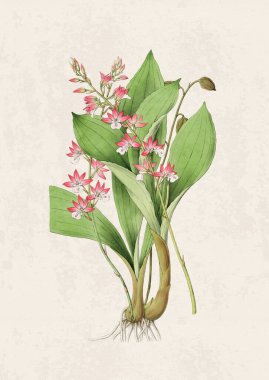 Güzel çiçek açan orkide çizimi. Grunge bej arka planda klasik esinlenilmiş dijital suluboya.