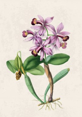 Güzel çiçek açan orkide çizimi. Grunge bej arka planda klasik esinlenilmiş dijital suluboya.