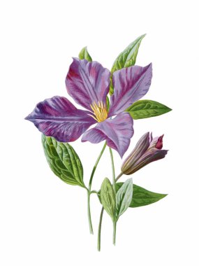 Güzel çiçek çizimi. Beyaz arkaplanda antika esinlenilmiş dijital suluboya.