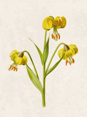 Çiçeklerin güzel çizimi. Grunge bej arka planda klasik esinlenilmiş dijital suluboya.