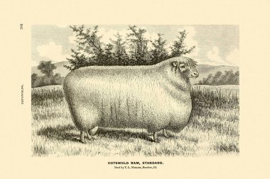 Koyun çizimi. Bej arka planda klasik mürekkep çizimi. Yaklaşık 1880.