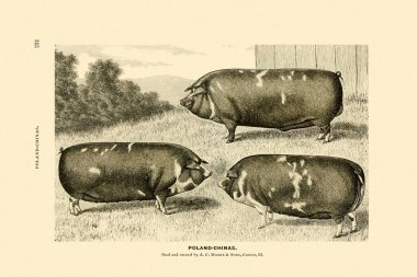 Domuz çizimi. Bej arka planda klasik mürekkep çizimi. Yaklaşık 1880.