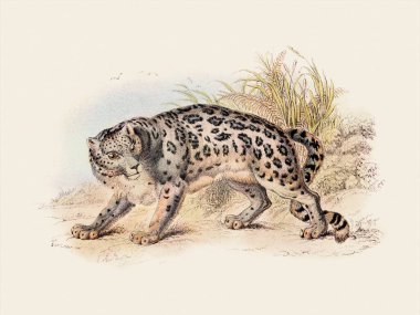 Vahşi Kedi illüstrasyonu. Bej arkaplanda vintage tarzında dijital suluboya.