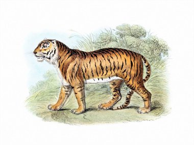 Vahşi Kedi illüstrasyonu. Beyaz arkaplanda vintage tarzında dijital suluboya.