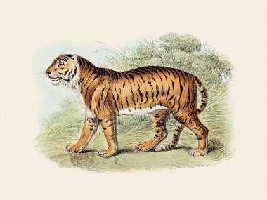 Vahşi Kedi illüstrasyonu. Bej arkaplanda vintage tarzında dijital suluboya.