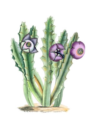 Blooming Stapelia. Vibrant botanical illustration isolated on a white background, inspired by vintage style. clipart