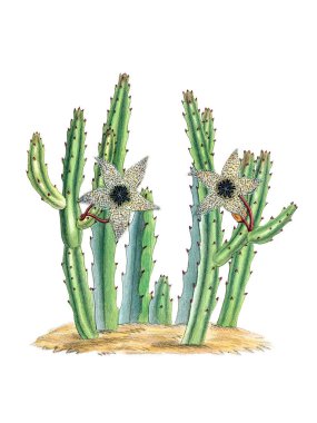 Lanet olası Stapelia. Canlı botanik illüstrasyonu beyaz bir arkaplanda izole edilmiş, klasik tarzdan esinlenilmiş..