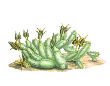 Lanet olası Stapelia. Canlı botanik illüstrasyonu beyaz bir arkaplanda izole edilmiş, klasik tarzdan esinlenilmiş..