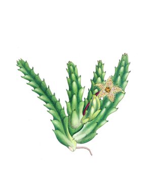 Lanet olası Stapelia. Canlı botanik illüstrasyonu beyaz bir arkaplanda izole edilmiş, klasik tarzdan esinlenilmiş..
