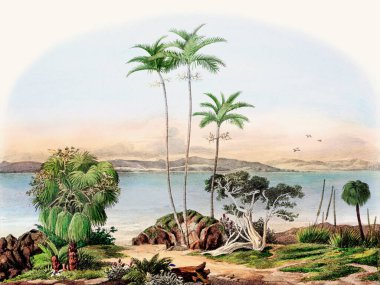 Güzel Palmiye Manzarası: Botanik palmiye ağaçları doğal ortamlarında resmedilmiştir.