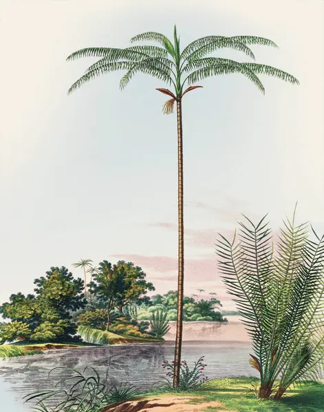 stock image Beautiful Palm Landscape: Botanical palm trees illustration in their natural habitat.