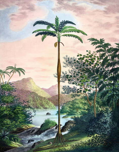 Beautiful Palm Landscape: Botanical palm trees illustration in their natural habitat.
