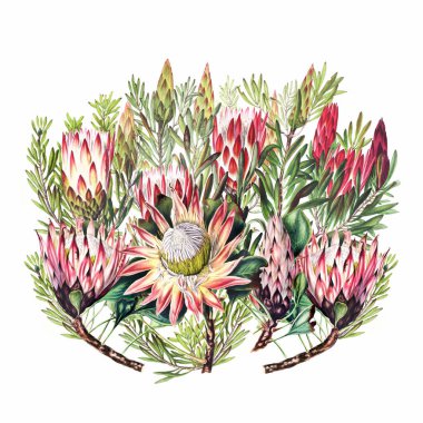 Afrika Çiçekleri. Beyaz zemin üzerinde vintage tarzı olan dijital suluboya.