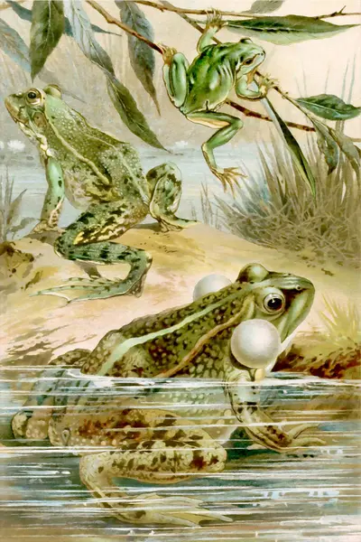 stock image Beautiful illustration of croaking frogs in a pond. Digital watercolor with a vintage style.