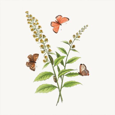 Büyüleyici botanik sahnesindeki kelebeklerin hoş bir tasviri. Açık desenli bej arkaplanda dijital suluboya.