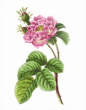 Güzel çiçek çizimi. Beyaz arkaplanda dijital suluboya.