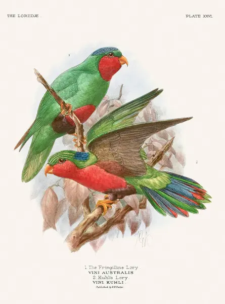 stock image Vintage Parrot Illustration. Colorful drawing of parrots from a 19th-century book published in London. Circa 1896